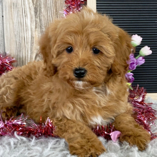 Cavapoo Puppy Jim