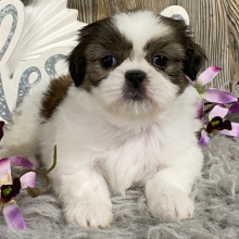 Shih Tzu Puppy Kiwa