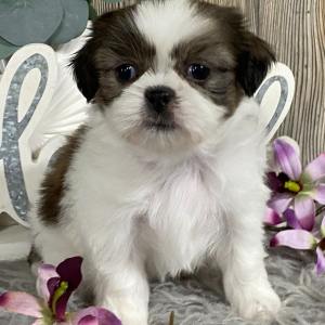 Shih Tzu Puppy Kiwa