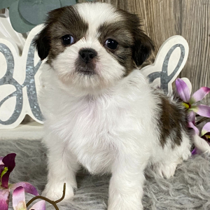 Shih Tzu Puppy Kiwa