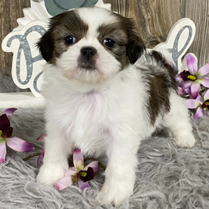 Shih Tzu Puppy Kiwa