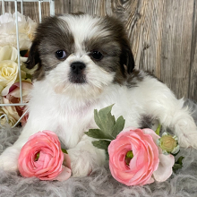 Shih Tzu Puppy Kiwa
