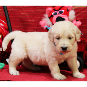Goldendoodle Puppy Marshall