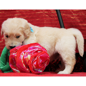 Goldendoodle Puppy Marshall