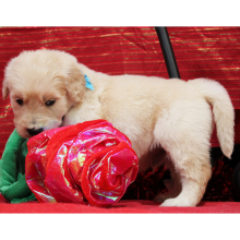 Goldendoodle Puppy Marshall