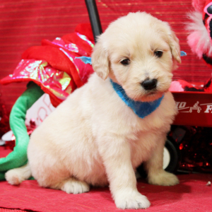 Goldendoodle Puppy Marshall