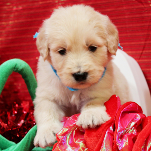 Goldendoodle Puppy Marshall