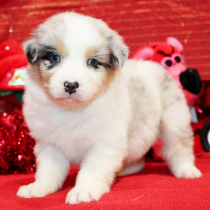 Australian Shepherd Puppy Qash