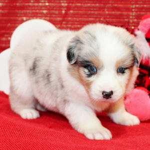 Australian Shepherd Puppy Qash