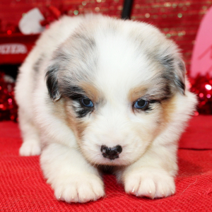 Australian Shepherd Puppy Qash