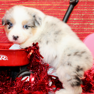 Australian Shepherd Puppy Qash
