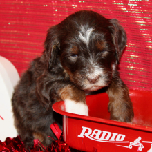 Aussiedoodle Puppy Daring