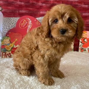 Cavapoo Puppy Dane