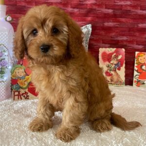 Cavapoo Puppy Dane