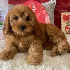Cavapoo Puppy Dane