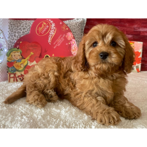 Cavapoo Puppy Dane