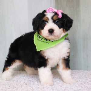 Bernedoodle Puppy Iris