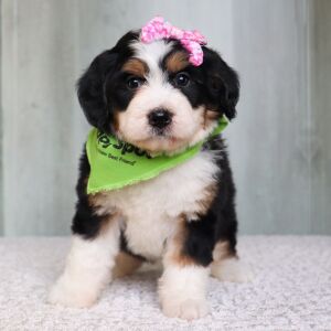 Bernedoodle Puppy Iris