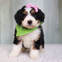 Bernedoodle Puppy Iris