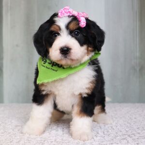 Bernedoodle Puppy Iris