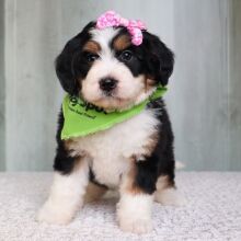 Bernedoodle Puppy Iris