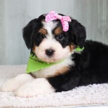 Bernedoodle Puppy Iris