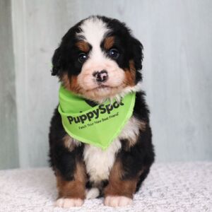 Bernedoodle Puppy Miles