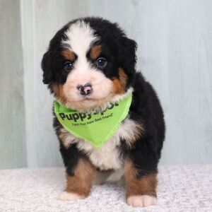 Bernedoodle Puppy Miles