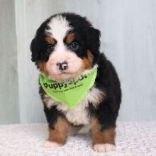 Bernedoodle Puppy Miles