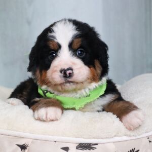 Bernedoodle Puppy Miles