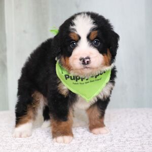 Bernedoodle Puppy Miles