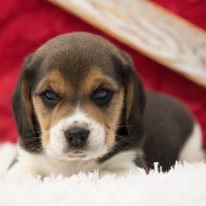Beagle Puppy Barker
