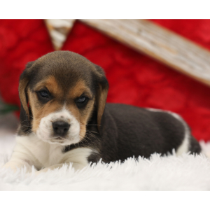 Beagle Puppy Barker