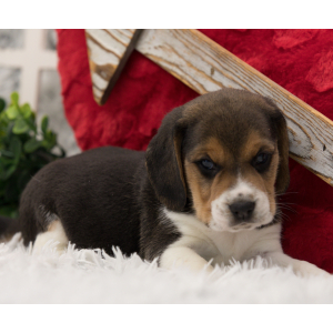 Beagle Puppy Barker