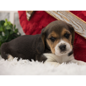 Beagle Puppy Barker