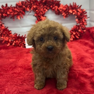 Poodle Puppy Napoleon