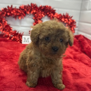 Poodle Puppy Napoleon