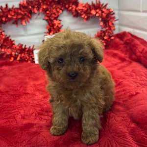 Poodle Puppy Napoleon
