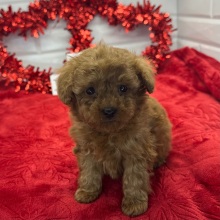 Poodle Puppy Napoleon