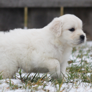 Golden Retriever Puppy Couscous