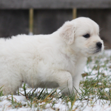 Golden Retriever Puppy Couscous