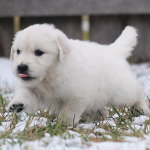 Golden Retriever Puppy Couscous