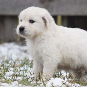 Golden Retriever Puppy Couscous