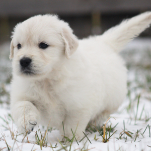 Golden Retriever Puppy Couscous