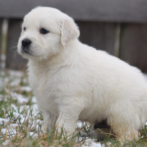 Golden Retriever Puppy Polenta