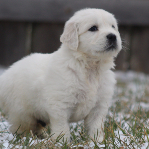 Golden Retriever Puppy Polenta