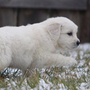 Golden Retriever Puppy Polenta