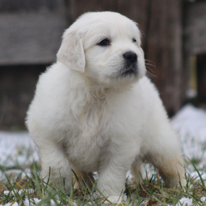 Golden Retriever Puppy Polenta