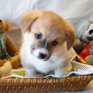Pembroke Welsh Corgi Puppy Mickey