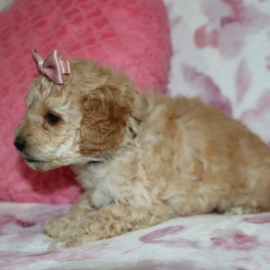 Poodle Puppy Avie